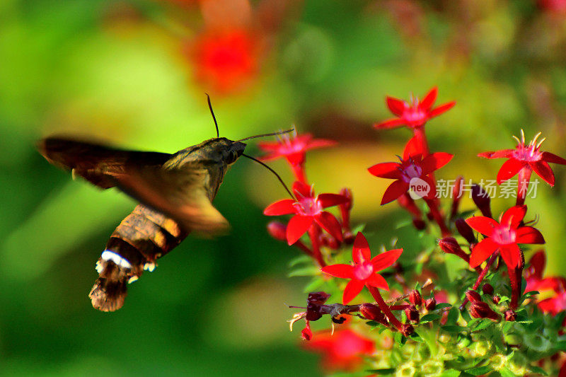 Pentas lanceolata和蜂鸟鹰蛾